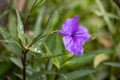 purple flower Waterkanon, Watrakanu, Minnieroot, Iron root, Feverroot, Popping pod, Cracker plant,on natural daylight green blur Royalty Free Stock Photo