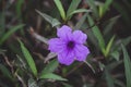 Purple flower Waterkanon, Watrakanu, Minnieroot, Iron root, Feverroot, Popping pod, Cracker plant,on natural daylight green blur