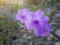 Purple flower of Waterkanon, Watrakanu, Minnieroot, Iron root, Feverroot, Popping pod, Cracker plant, Trai-no, Toi ting. Royalty Free Stock Photo