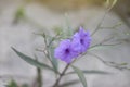 Purple flower of Waterkanon, Watrakanu, Minnieroot, Iron root, Feverroot, Popping pod, Cracker plant, Trai-no, Toi ting.