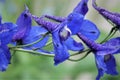 Purple flower which resembles the Harry Potter sorting hat. Royalty Free Stock Photo