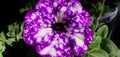 Purple flower with white Mark& x27;s.