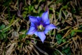 Purple flower with white pistils Royalty Free Stock Photo