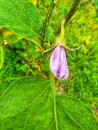 Purple flower from wihte eggplant