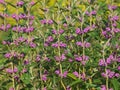 Purple flower of wild Iranian Jerusalem sage. Phlomis herba-venti