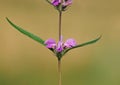 Purple flower of wild Iranian Jerusalem sage. Phlomis herba-venti