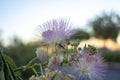 Purple flower in wild nature. Nature close up flowers in tree