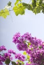 Purple flower and wine leaf Royalty Free Stock Photo