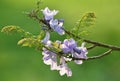 Purple, flower of Wishing tree, cassia bakeriana