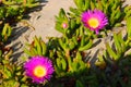 Purple flower with a yellow center and green leaves at the beach Royalty Free Stock Photo