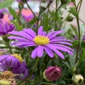 Purple flower yellow center meadow