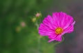 purple flower with yellow middle on a green background Royalty Free Stock Photo