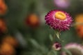 Purple flower with yellow the middle