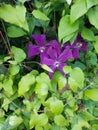 A purple flower with yellow stamens in front of the toi. Autumn flowers. Royalty Free Stock Photo