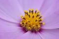 Purple flower with yelow center Royalty Free Stock Photo
