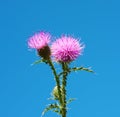 Purple flowered Bull thistle against a blue sky. Cirsium vulgare. Selective focus