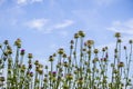 Purple flowered Thistle against a blue sky background, California Royalty Free Stock Photo