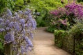 Purple flowered wisteria climbing over a bridge at RHS Wisley, flagship garden of the Royal Horticultural Society, Surrey, UK Royalty Free Stock Photo