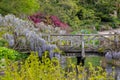 Purple flowered wisteria climbing over a bridge at RHS Wisley, flagship garden of the Royal Horticultural Society, Surrey, UK Royalty Free Stock Photo