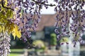 Purple flowered wisteria at RHS Wisley, flagship garden of the Royal Horticultural Society, in Surrey UK. Royalty Free Stock Photo