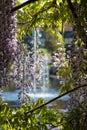 Purple flowered wisteria at RHS Wisley, flagship garden of the Royal Horticultural Society, in Surrey UK. Royalty Free Stock Photo