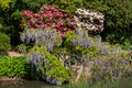 Purple flowered wisteria at RHS Wisley, flagship garden of the Royal Horticultural Society, in Surrey UK. Royalty Free Stock Photo