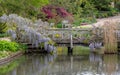 Purple flowered wisteria climbing over a bridge at RHS Wisley, flagship garden of the Royal Horticultural Society, Surrey, UK Royalty Free Stock Photo