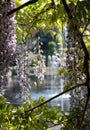 Purple flowered wisteria at RHS Wisley, flagship garden of the Royal Horticultural Society, in Surrey UK. Royalty Free Stock Photo