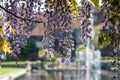 Purple flowered wisteria at RHS Wisley, flagship garden of the Royal Horticultural Society, in Surrey UK. Royalty Free Stock Photo