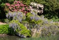 Purple flowered wisteria at RHS Wisley, flagship garden of the Royal Horticultural Society, in Surrey UK. Royalty Free Stock Photo