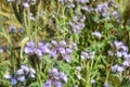 Purple flowerfield in Hungary