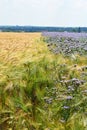 Purple flowerfield in Hungary