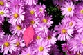 Purple flowering asters and a red autumn leaf on them