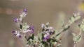 Condea Emoryi Bloom - Borrego Valley Desert - 111522