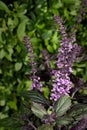 Purple flowering basil herbs
