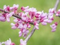 Purple flowering Cercis canadensis, the eastern redbud, is a large deciduous shrub or small tree, native to eastern North America Royalty Free Stock Photo