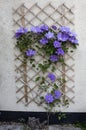 Purple flowering clematis on house wall Royalty Free Stock Photo