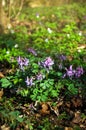 Purple flowering Corydalis in the woods - spring mood
