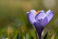 Purple flowering crocus with yellow pistils, growing on a meadow in spring with backlight and under the sun Royalty Free Stock Photo