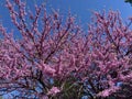 Purple Flowering Eastern Redbud Tree in Spring Royalty Free Stock Photo