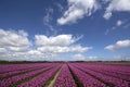 Purple flowering flowers