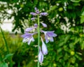 Purple flowering Hosta on natural blurred background. Royalty Free Stock Photo