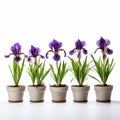 Precisionist Lines: Purple Iris Flower In Pots Against White Background