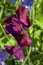 Purple flowering lathyrus odoratus or sweet pea