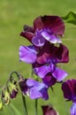 Purple flowering lathyrus odoratus or sweet pea Royalty Free Stock Photo