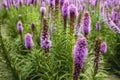 Purple flowering Liatris spicata plants from close Royalty Free Stock Photo