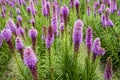 Purple flowering Liatris spicata plants from close Royalty Free Stock Photo