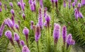 Purple flowering Liatris spicata plants from close