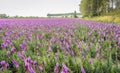 Purple flowering Liatris spicata plants in a large field Royalty Free Stock Photo
