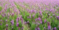 Purple flowering Liatris spicata plants in rows Royalty Free Stock Photo